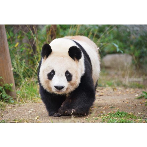 [Release date: December 20, 2024]★最安値に挑戦！迅速配送！★※商品により本社倉庫、第二倉庫、メーカー在庫に分かれます。納期遅れる場合もございます。※発売日後のお届けとなる場合もございます。※仕様・収録内容は...