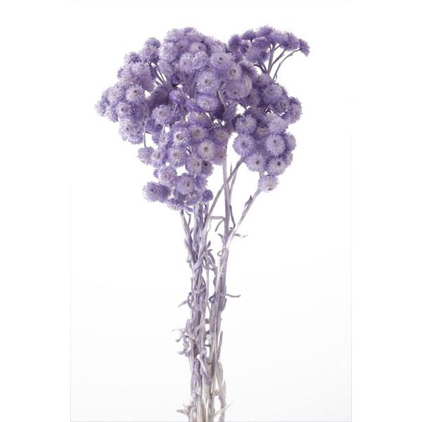 大地農園 ドライフラワー 花材 イモーテル エンジェル パープル 小分け 材料 紫 Spds0224 お花の贈り物そらーる 通販 Yahoo ショッピング