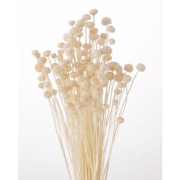 ドライフラワー 白 農業資材 ガーデニング用品の人気商品 通販 価格比較 価格 Com