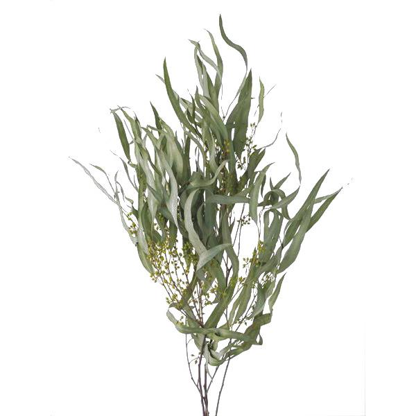 そらプリ ドライフラワー 花材 ユーカリ エキゾチカ 葉付 N 小分け 大地農園 ナチュラル 自然素材 実付 グリーン Spds0244 お花の贈り物そらーる 通販 Yahoo ショッピング