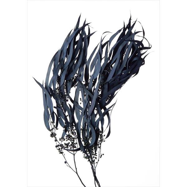 そらプリ ドライフラワー 花材 ユーカリ エキゾチカ 葉付 ブルー グリーン 小分け 大地農園 青 自然素材 実付 Spds0247 お花の贈り物そらーる 通販 Yahoo ショッピング