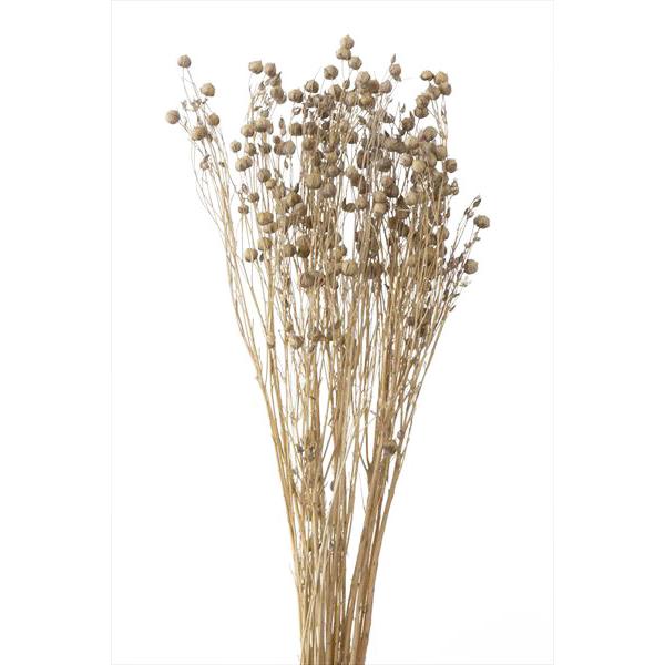 ドライフラワー 花材 リンフラワー パール グレー 小分け 材料 大地農園 お花 材料 そらプリ Spds0249 お花の贈り物そらーる 通販 Yahoo ショッピング