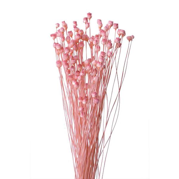 そらプリ ドライフラワー 花材 ハッピーフラワー ピンク 小分け 材料 資材 お花 少量 :spds0259:お花の贈り物そらーる - 通販 -  Yahoo!ショッピング