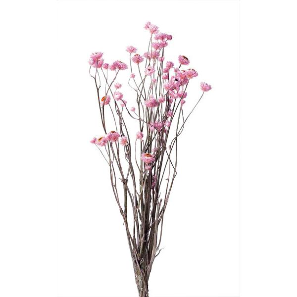 ドライフラワー 花材 アンモビューム ピンク 小分け そらプリ 材料 小花 大地農園 Spds0264 お花の贈り物そらーる 通販 Yahoo ショッピング