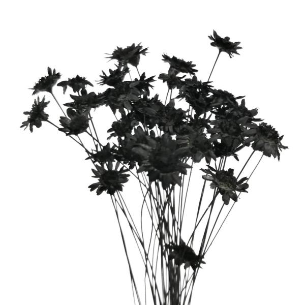 そらプリ ドライフラワー 花材 スターフラワー ブロッサム ブリリアントブラック 小分け Spfc0093 お花の贈り物そらーる 通販 Yahoo ショッピング