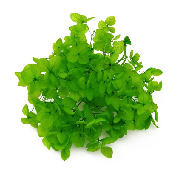 そらプリ アジサイ 花材 アナベル ビビットグリーン 小分け プリザーブドフラワー 緑 紫陽花 Spps0168 お花の贈り物そらーる 通販 Yahoo ショッピング