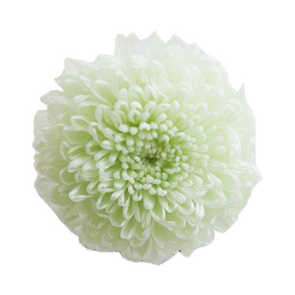 プリザーブドフラワー 花材 ピンポンマム ミントグリーン 1輪 小分け フロールエバー X1 Fl 410 11 お花の贈り物そらーる 通販 Yahoo ショッピング