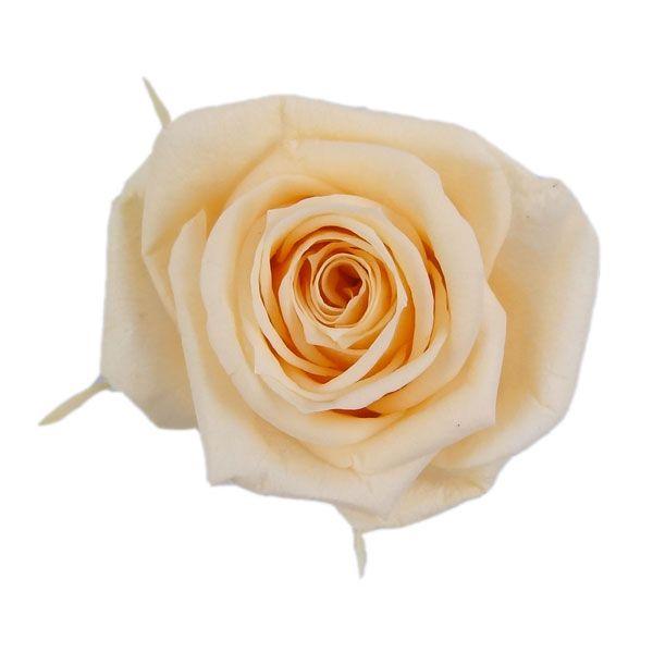 プリザーブドフラワー 花材 メディアナローズ ピーチ 小分け 1輪 フロールエバー 大きい バラ X1 Fl0300 04 お花の贈り物そらーる 通販 Yahoo ショッピング