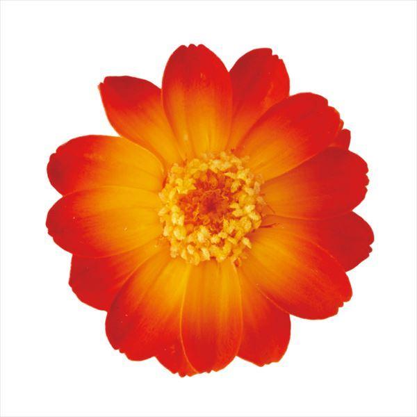 そらプリ プリザーブドフラワー 花材 ジニア 小 グラデーション オレンジレッド 1輪 小分け 大地農園 花 ハンドメイド 手作り 個売り X1 Oh 330 お花の贈り物そらーる 通販 Yahoo ショッピング