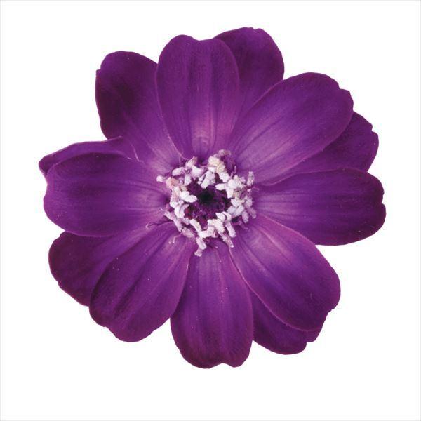 そらプリ プリザーブドフラワー 花材 ジニア 小 グラデーション ラベンダーパープル 1輪 小分け 大地農園 花 ハンドメイド 手作り 個売り X1 Oh 440 お花の贈り物そらーる 通販 Yahoo ショッピング