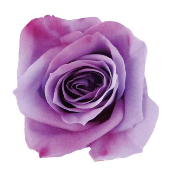 ローズ ホイップ いずみ ライラックローズ 小分け 1輪入 プリザーブドフラワー バラ 花材 大地農園 X1 Oh 421 お花の贈り物そらーる 通販 Yahoo ショッピング