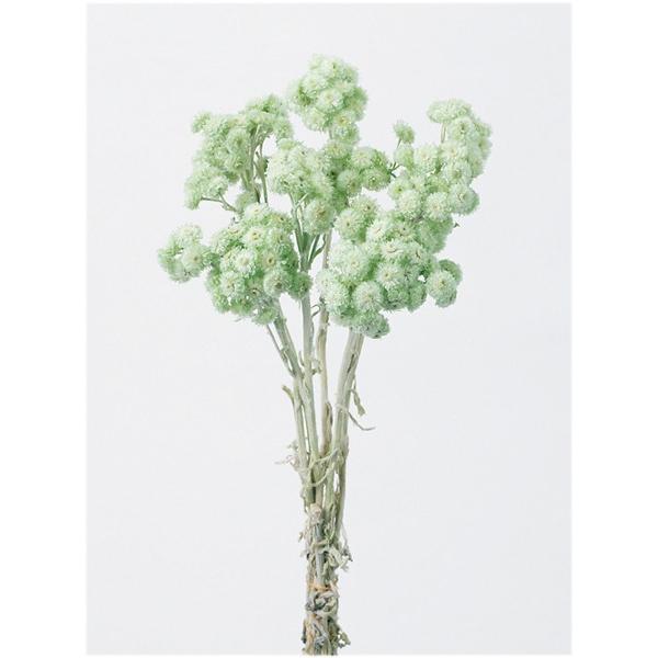 大地農園 ドライフラワー 花材 イモーテル クリア グリーン 小分け 材料 X1 Oh 352 721 お花の贈り物そらーる 通販 Yahoo ショッピング