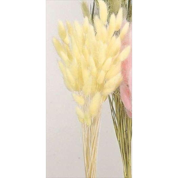 ドライフラワー 花材 ラグラス クリーム 小分け X1 Oh 450 511 お花の贈り物そらーる 通販 Yahoo ショッピング