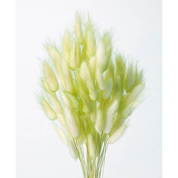そらプリ ドライフラワー 花材 ラグラス ツートングリーン 小分け X1 Oh 450 771 お花の贈り物そらーる 通販 Yahoo ショッピング
