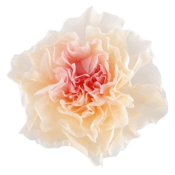 ミニカーネーション ミルフィーユ 大地農園 ピーチロゼ 小分け 1輪 プリザーブドフラワー 花材 バラ売り X2 Oh 370 お花の贈り物そらーる 通販 Yahoo ショッピング