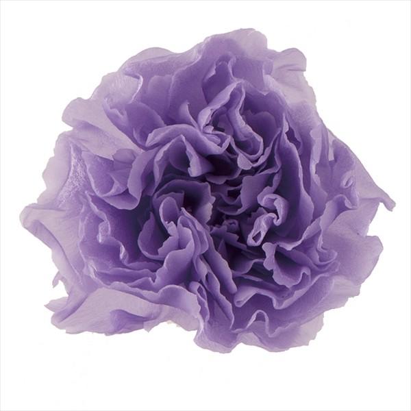 プリザーブドフラワー 花材 ミニ カーネーション 大地農園 ラベンダー 小分け 1輪 紫 X2 Oh 431 お花の贈り物そらーる 通販 Yahoo ショッピング