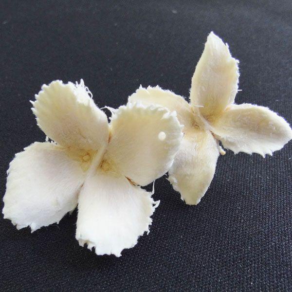 ブナの実 プリザーブドフラワー 材料 花材 白 小分け 5個入 大地農園 X2 Oh 2438 0 011 お花の贈り物そらーる 通販 Yahoo ショッピング