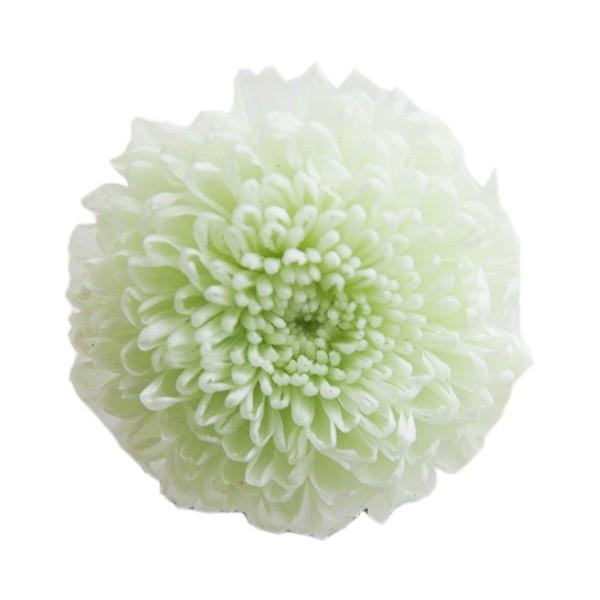 プリザーブドフラワー 菊 ピンポンマム ミントグリーン 8輪 花材 フロールエバー Xa Fl410 11 お花の贈り物そらーる 通販 Yahoo ショッピング
