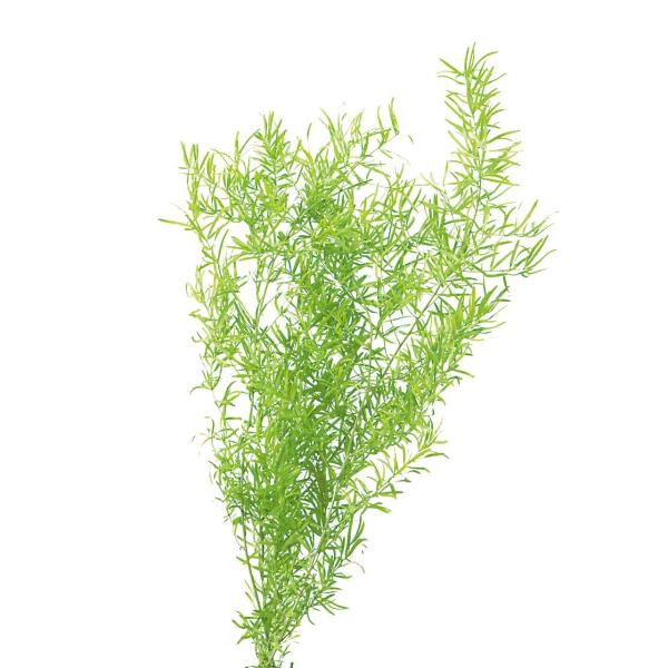 プリザーブド 花材 アスパラ スプレンゲリー ライムグリーン 約3本 大地農園 Buyee 日本代购平台 产品购物网站大全 Buyee一站式代购 Bot Online