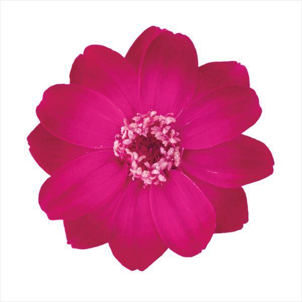 プリザーブドフラワー 花材 ジニア 小 グラデーション ピンクルビー 12輪 大地農園 花 箱 ハンドメイド 手作り Xa Oh 130 お花の贈り物そらーる 通販 Yahoo ショッピング