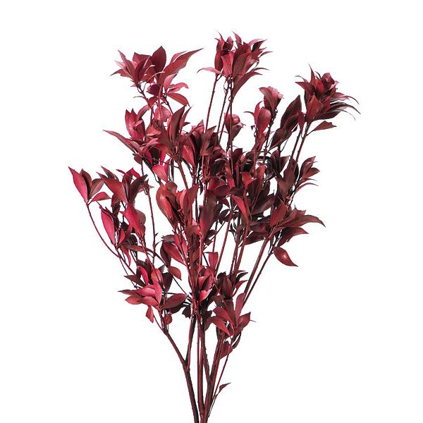 アセビの通販 価格比較 価格 Com