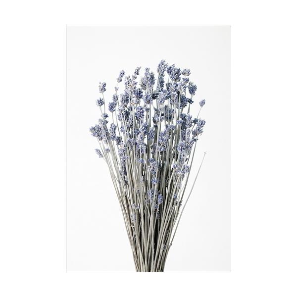 ラベンダー ドライフラワーの通販 価格比較 価格 Com