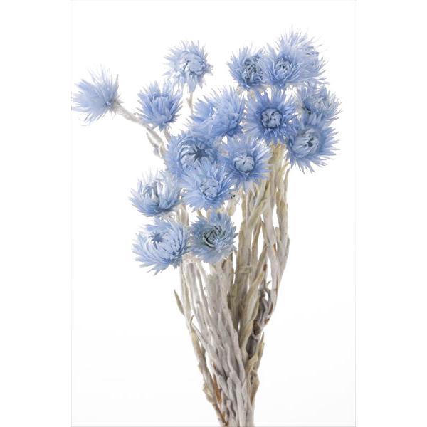 大地農園 ドライフラワー ミニシルバーデージー ウォーター ブルー 約25g 花材 青