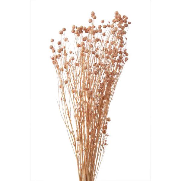 ドライフラワー 花材 リンフラワー シルキー ピンク 約25g 大地農園 材料 お花 小花 Xa Oh 161 お花の贈り物そらーる 通販 Yahoo ショッピング