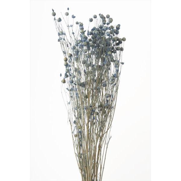 ドライフラワー 花材 リンフラワー ウォーター ブルー 約25g 大地農園 水色 材料 お花 小花 Xa Oh 691 お花の贈り物そらーる 通販 Yahoo ショッピング