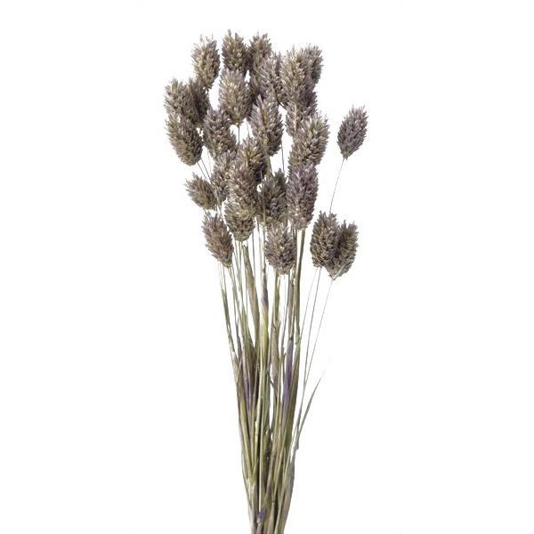 ドライフラワー 花材 ポアプランツ ナチュラル パープル 約15g 大地農園 ハンドメイド 資材 Xa Oh 4 400 お花の贈り物そらーる 通販 Yahoo ショッピング