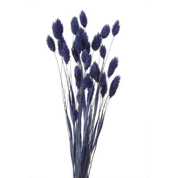 ドライフラワー 花材 ポアプランツ コバルト ブルー 約15g 大地農園 青 ハンドメイド 材料 花 Xa Oh 4 681 お花の贈り物そらーる 通販 Yahoo ショッピング