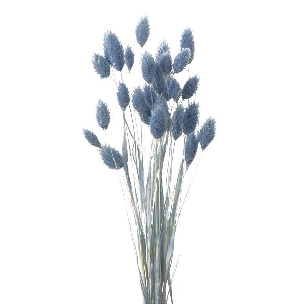 ドライフラワー 花材 ポアプランツ ウォーターブルー 約15g 大地農園 Xa Oh 4 691 お花の贈り物そらーる 通販 Yahoo ショッピング