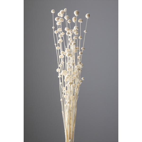 ドライフラワー 花材 ポンポンフラワー 白 約30ｇ 大地農園 Xa Oh 10 お花の贈り物そらーる 通販 Yahoo ショッピング