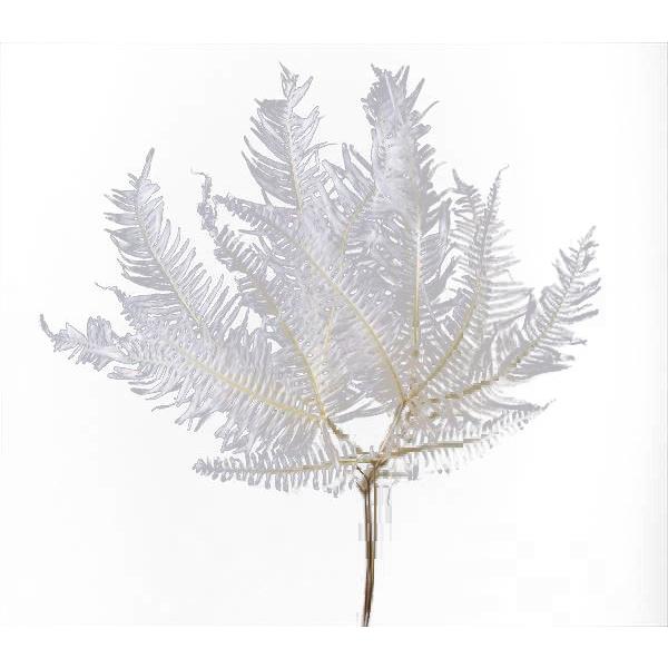 プリザーブド 花材 山シダ 白 約枚 リーフ 大地農園 Xa Oh 011 お花の贈り物そらーる 通販 Yahoo ショッピング