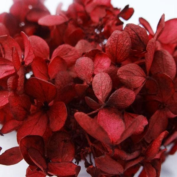 即納 そらプリ キューブあじさい ピラミッドアジサイ ワインレッド So Oh 340 小分け約1 2輪 大地農園 そらーる So Oh 340 そらーる 取寄せ花材店 通販 Yahoo ショッピング