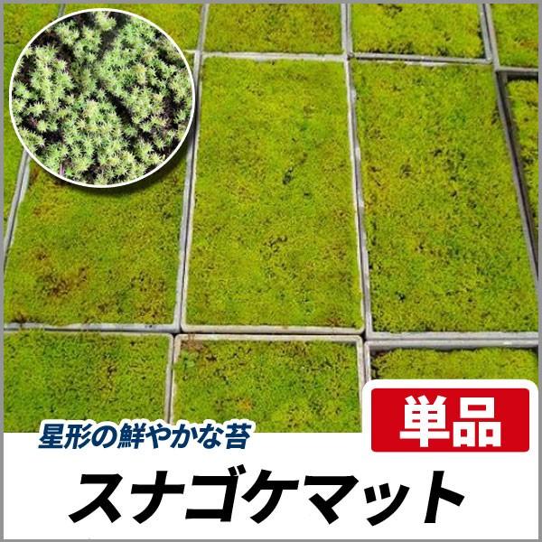 スナゴケ 砂苔 マット 58cm 28cm 単品 Buyee Buyee 提供一站式最全面最專業現地yahoo Japan拍賣代bid代拍代購服務 Bot Online