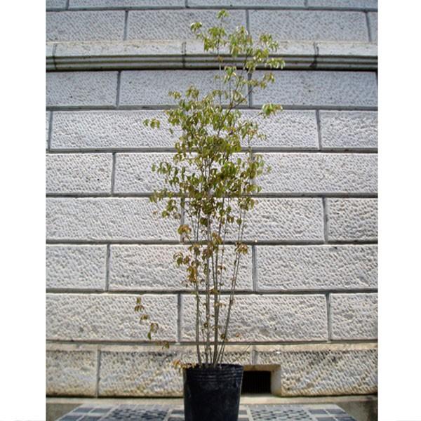 }{EV  1.8`2.0mO(܂܂) Pi