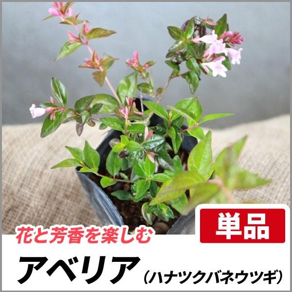 アベリア 単品 Aberia 相馬グリーン 通販 Yahoo ショッピング