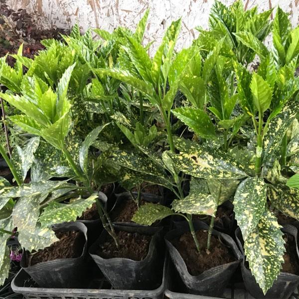 斑入りアオキ 樹高30cm前後 単品 Buyee Buyee Japanese Proxy Service Buy From Japan Bot Online