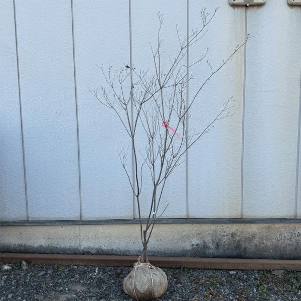 バイカツツジ 株立ち 樹高1.2〜1.5m前後(根鉢含まず) 単品 : 相馬