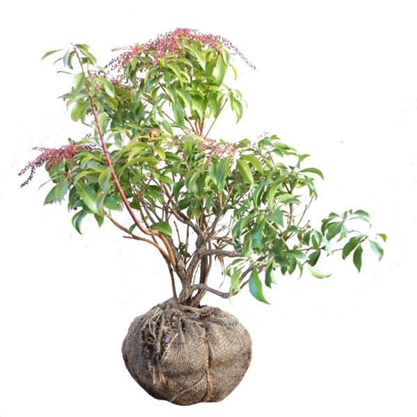 アセビ 盆栽 植木の人気商品 通販 価格比較 価格 Com