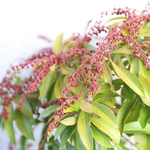 ベニバナアセビ樹高50 80cm前後単品常緑低木 Buyee Buyee 提供一站式最全面最專業現地yahoo Japan拍賣代bid代拍代購服務bot Online