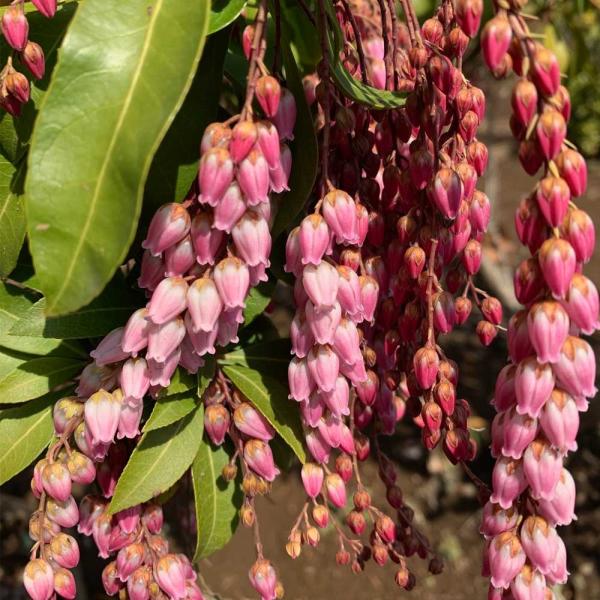 ベニバナアセビ樹高50 80cm前後単品常緑低木 Buyee Buyee 提供一站式最全面最專業現地yahoo Japan拍賣代bid代拍代購服務bot Online