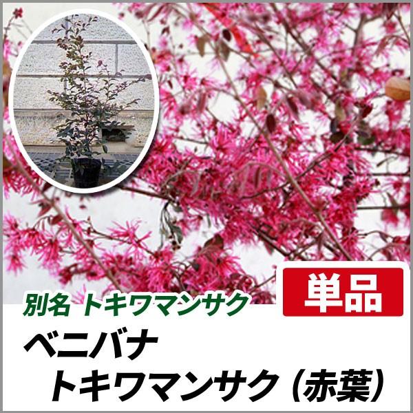 ベニバナトキワマンサク 赤葉 樹高50 60cm前後 単品 Benibanatokiwa Red1 相馬グリーン 通販 Yahoo ショッピング