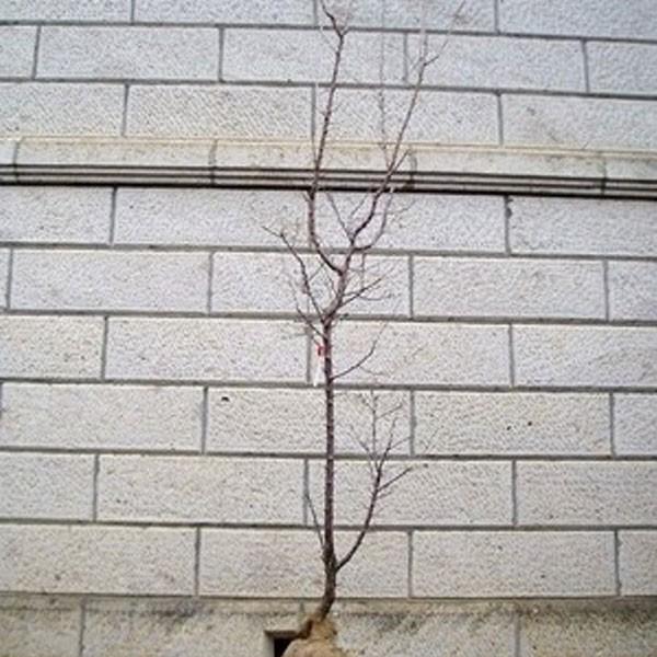 uSE (L~) 1.8`2.0mO(܂܂) Pi