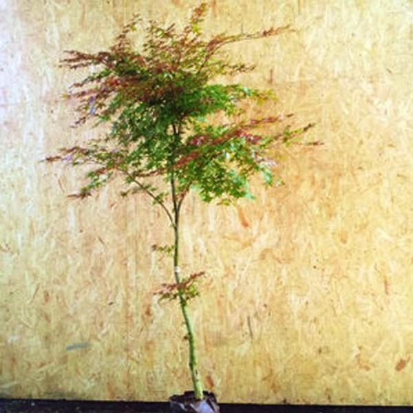 ~W óX (fVEWE) 1.8`2.0mO(܂܂) Pi