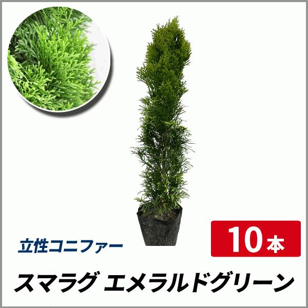 スマラグ エメラルドグリーン 樹高50cm前後 5本セット コニファー 生垣 目隠し Buyee Buyee 提供一站式最全面最專業現地yahoo Japan拍賣代bid代拍代購服務 Bot Online