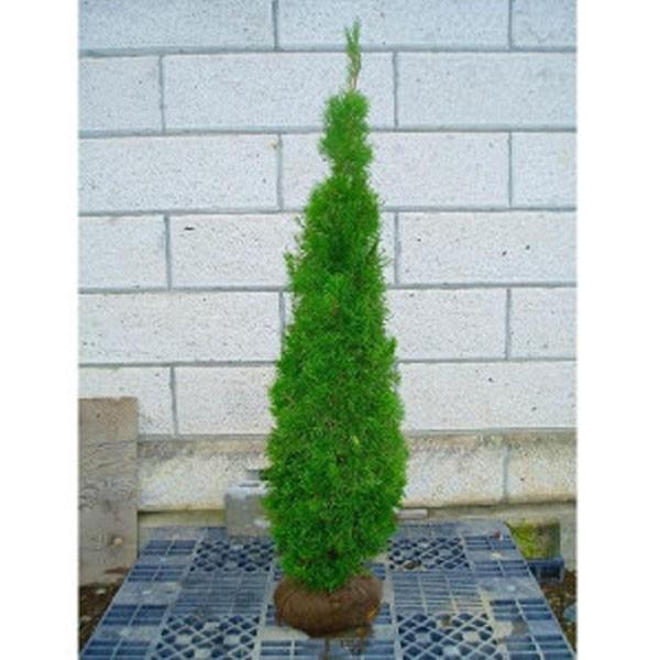 スマラグ エメラルドグリーン 樹高1 5m前後 根鉢含まず 単品 Emeraldgreen 相馬グリーン 通販 Yahoo ショッピング