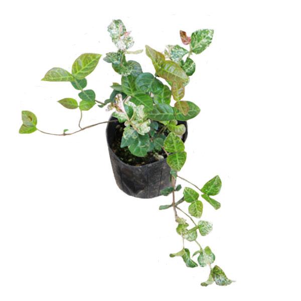 ハツユキカズラ 24ポットセット 常緑 つる性 カラーリーフ 寄せ植え グランドカバー Buyee Buyee Japanese Proxy Service Buy From Japan Bot Online