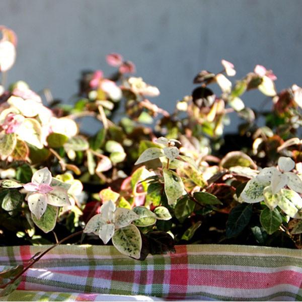 ハツユキカズラ 24ポットセット 常緑 つる性 カラーリーフ 寄せ植え グランドカバー Buyee Buyee Japanese Proxy Service Buy From Japan Bot Online